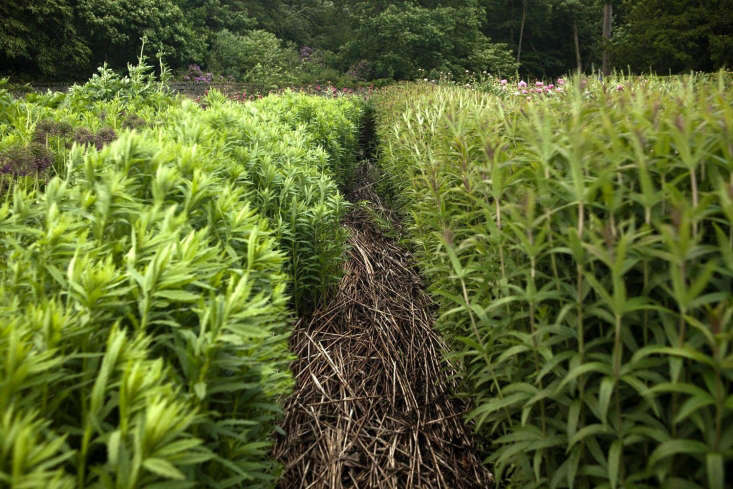 Channels of straw define the cutting garden.