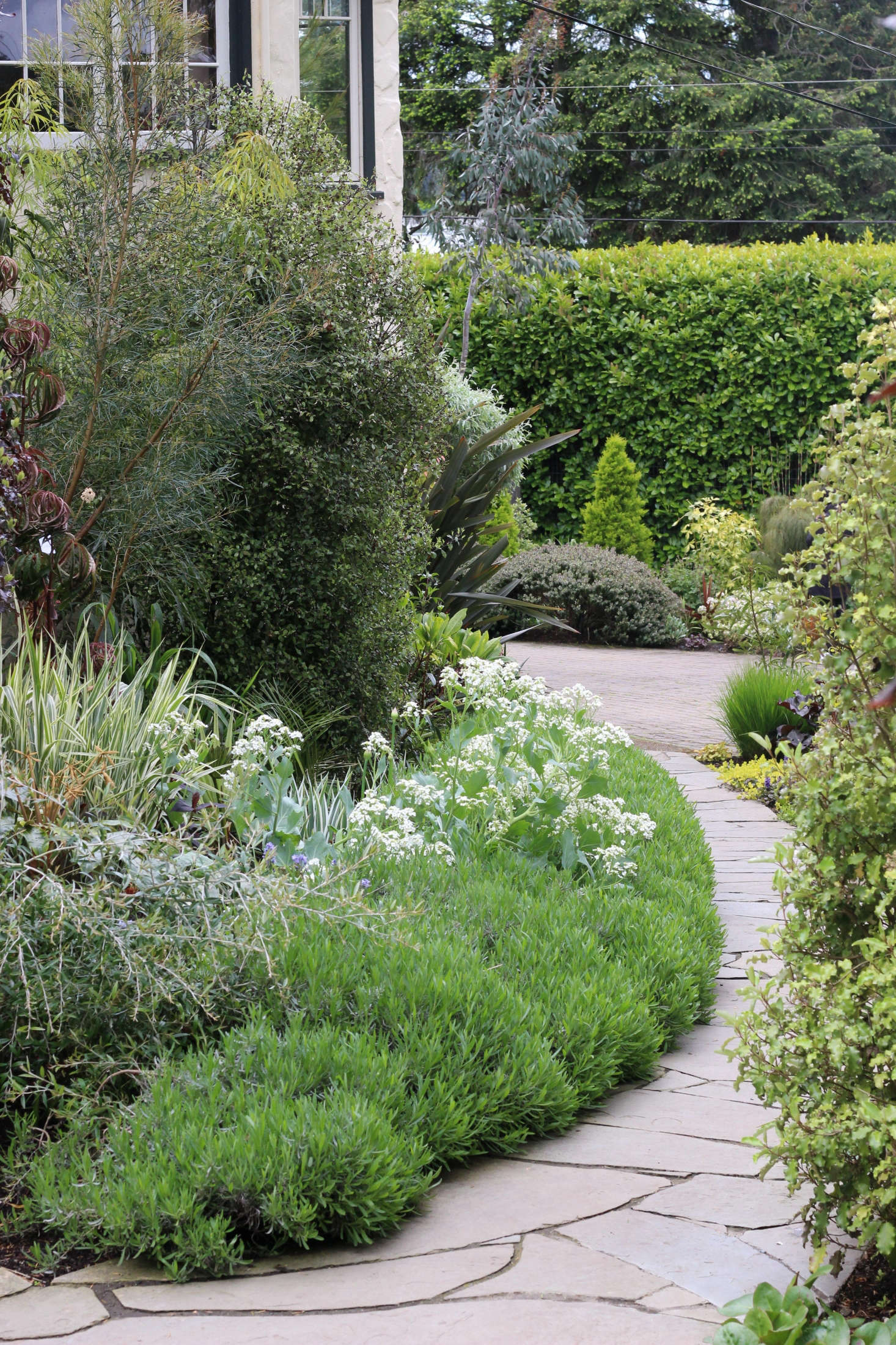 The front path edged with lavender and Crambe cordifolia just coming into bloom. Photograph by Graham Smyth.