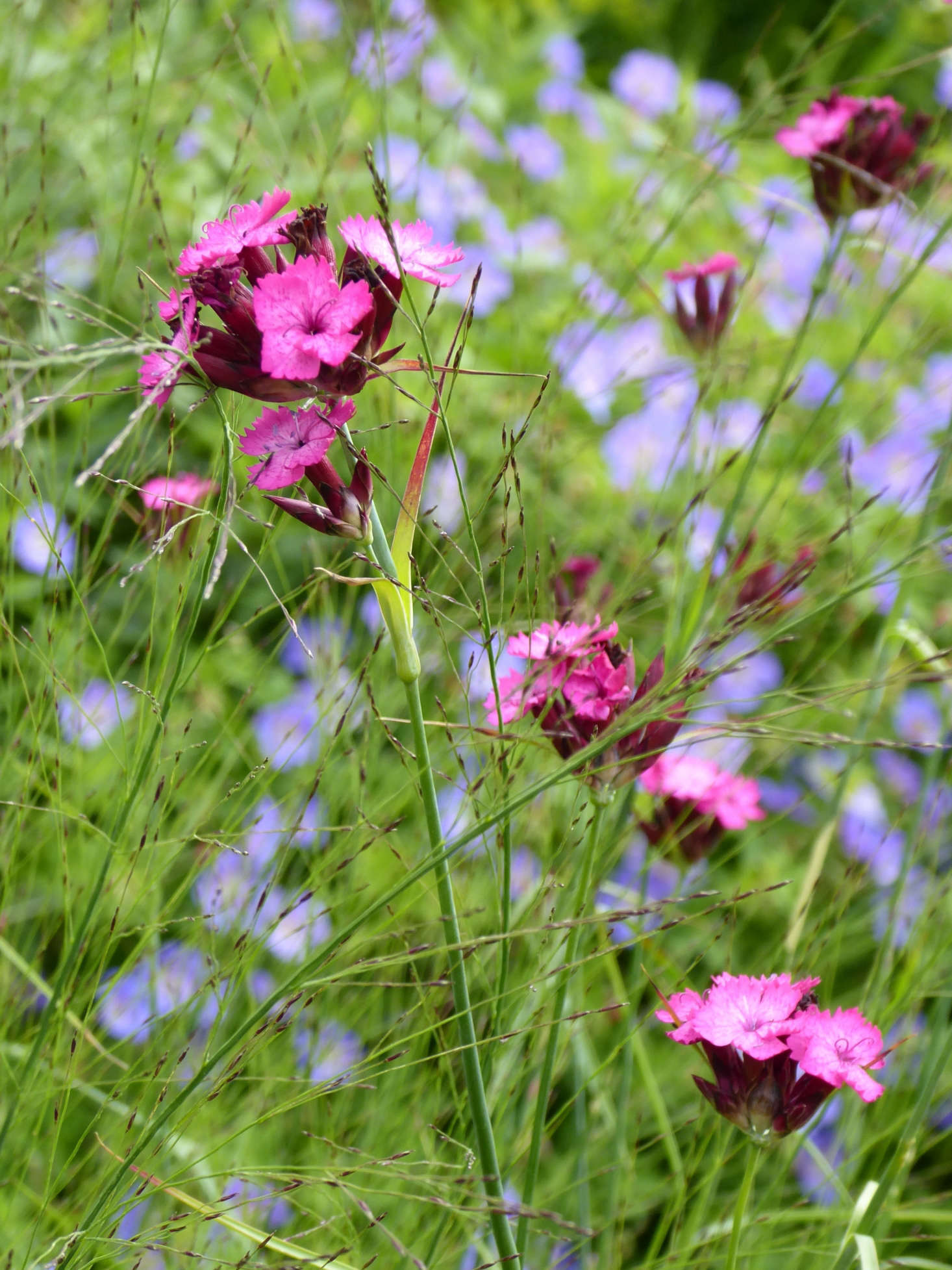 There is unexpected color everywhere including this gorgeous Dianthus carthusianorum, a perennial that is very easy to grow from seed.
