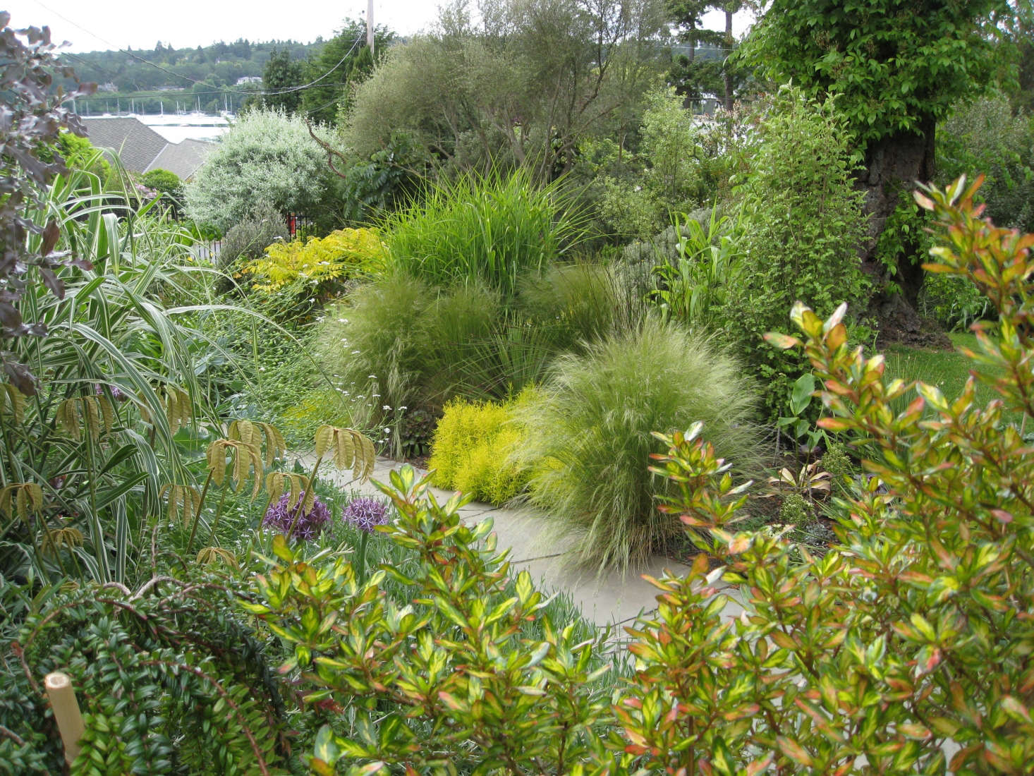 A collection of textural grasses lines the front path. Photograph by Graham Smyth.