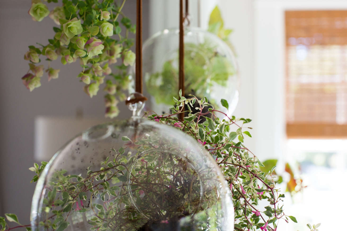 Photograph by Mimi Giboin for Gardenista. For more, see Fuchsias: Rethinking Grandma