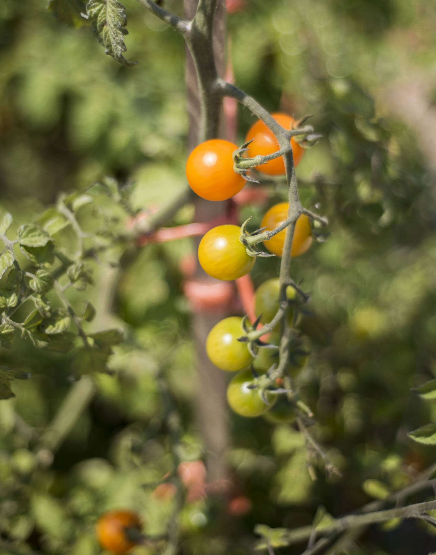 See tips for growing tomatoes at Tomatoes: A Field Guide to Planting, Care & Design. Photograph by Matthew Williams.
