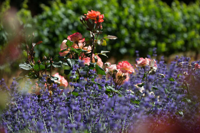 Landscape Architect Visit Vineyard Views in Healdsburg's Dry Creek