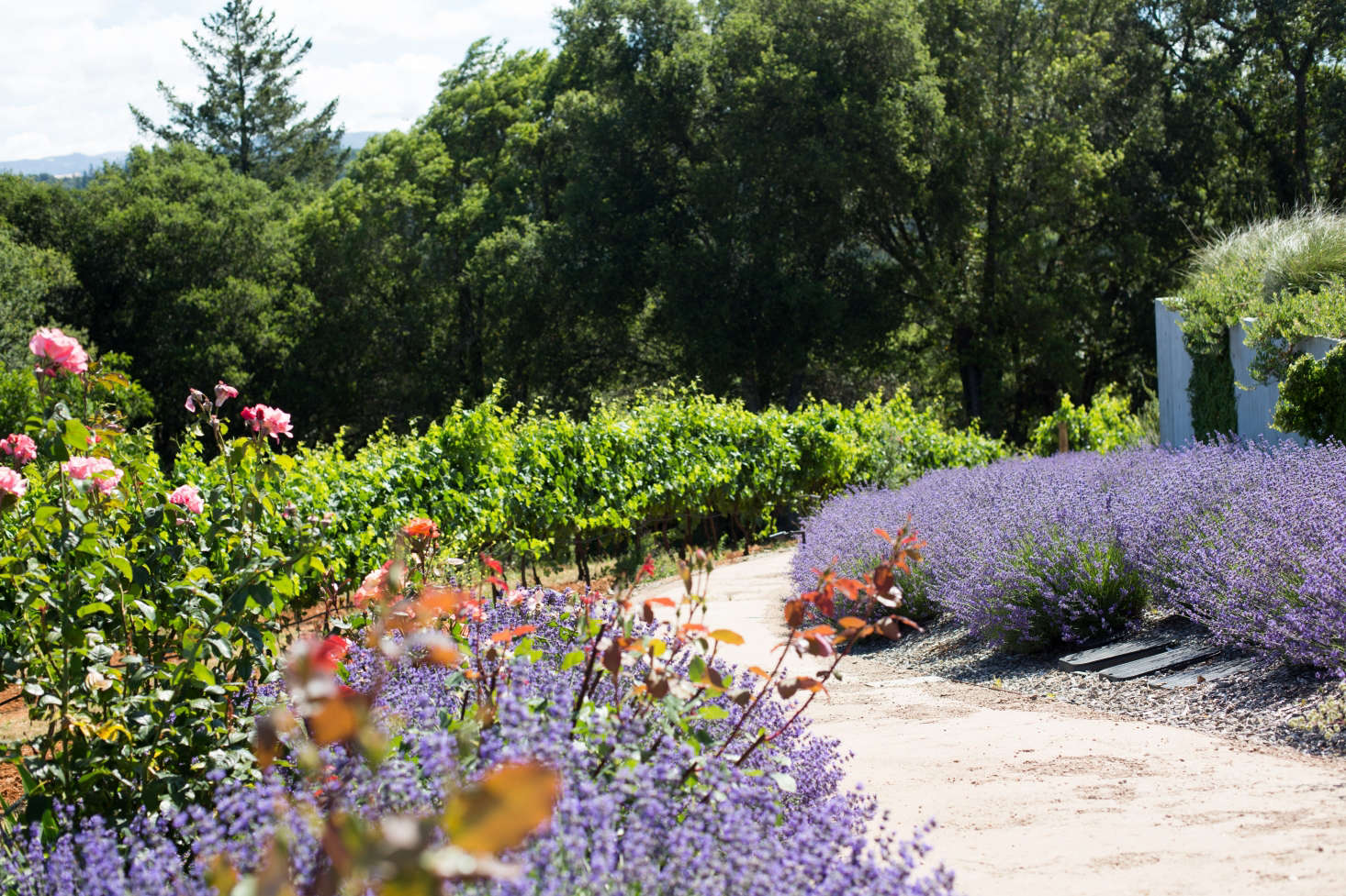 Lavender borders a path of decomposed granite. Photograph by Mimi Giboin. For more, see Landscape Architect Visit: Vineyard Views in Healdsburg
