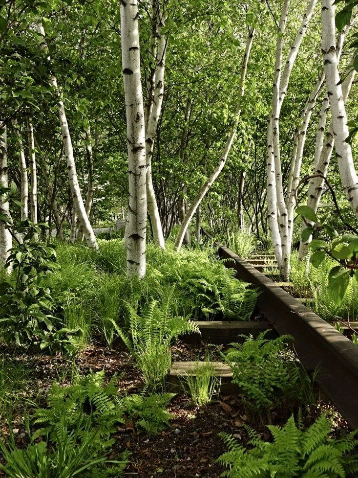 A leafy glade of gray birches and ferns is only a short distance above the crowds of museum goers at the Whitney Museum and the noisy commercial traffic on Washington Street.