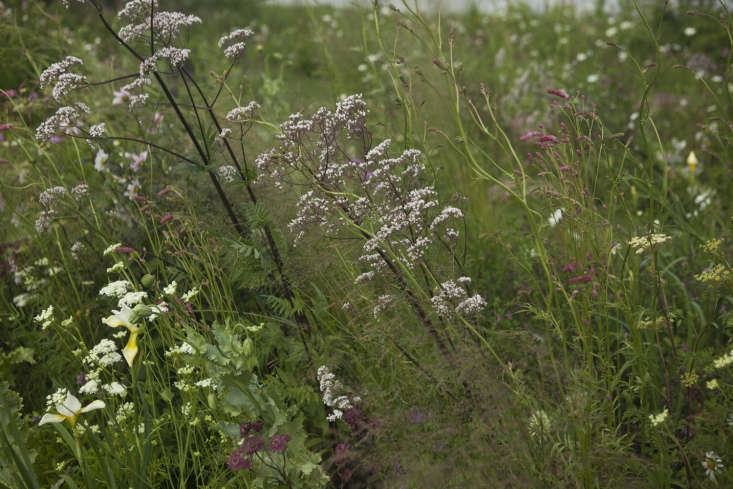 Tall, wavy (yet wind-resistant) Valeriana officinalis is a handsome self-seeder and pops up here at intervals, which it would certainly do in a &#8\2\20;real&#8\2\2\1; garden.