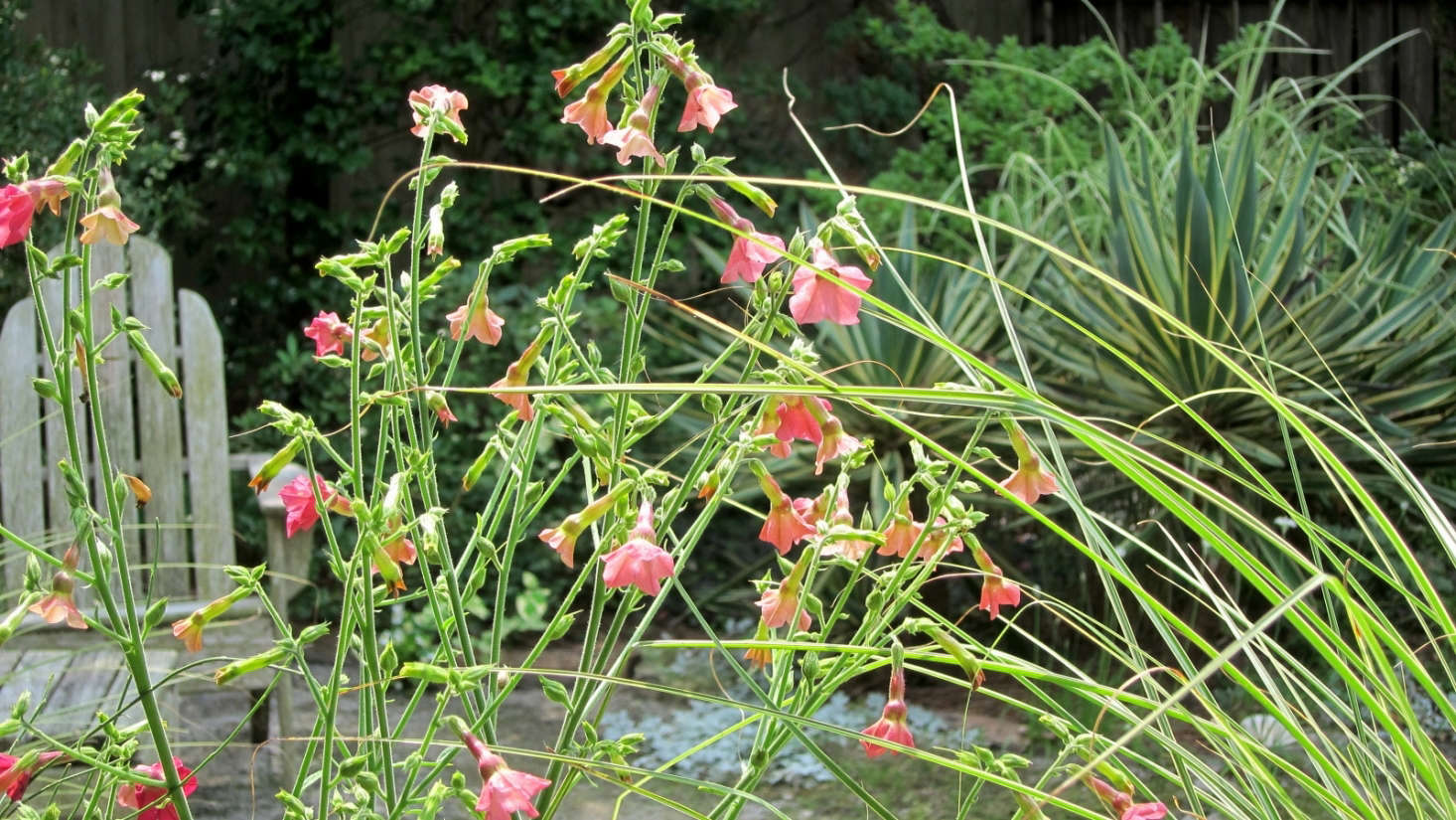Miscanthus mixes well with flowering perennials Nicotiana 