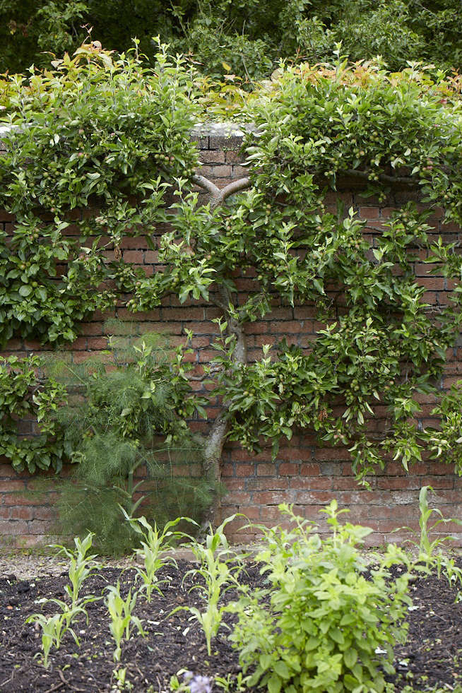 The warm brick walls are a perfect spot to train espaliered fruit trees.