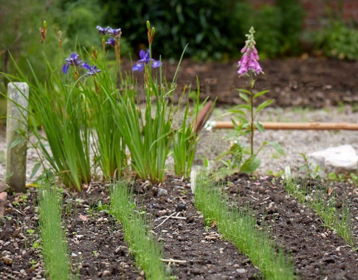  After the seedlings are transplanted in spring, the glasshouses are used as a space to grow heat-loving plants including chilies, cucumbers, and tomatoes.