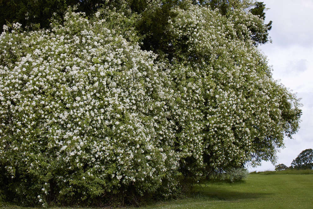 A white rose, given as a wedding gift in the 70s, now clambers high up into trees.