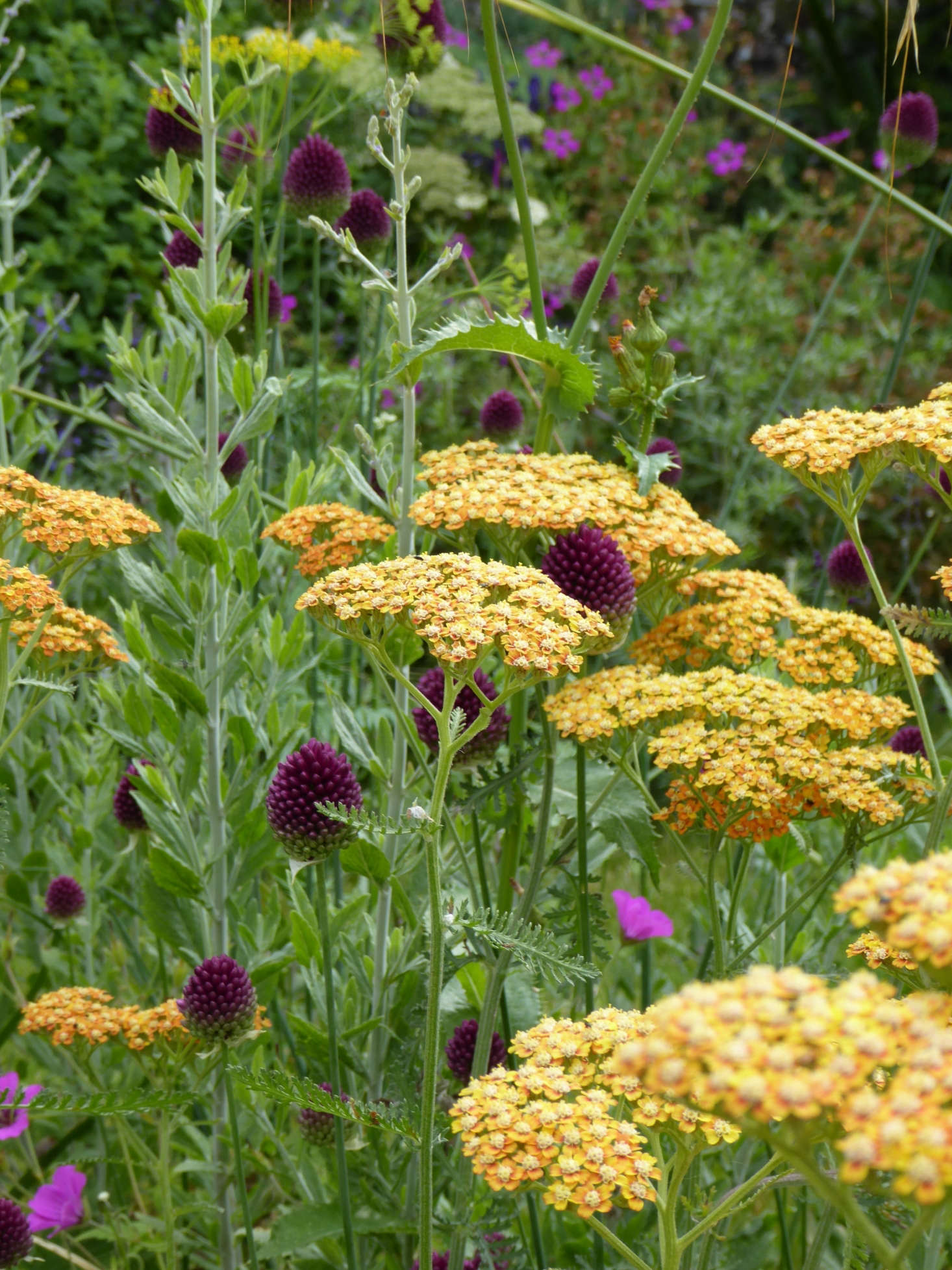 Achillea Terracotta and Allium spaerocephalon add dashes of apricot and deep plum to an area where there are many shades of blue and purple.
