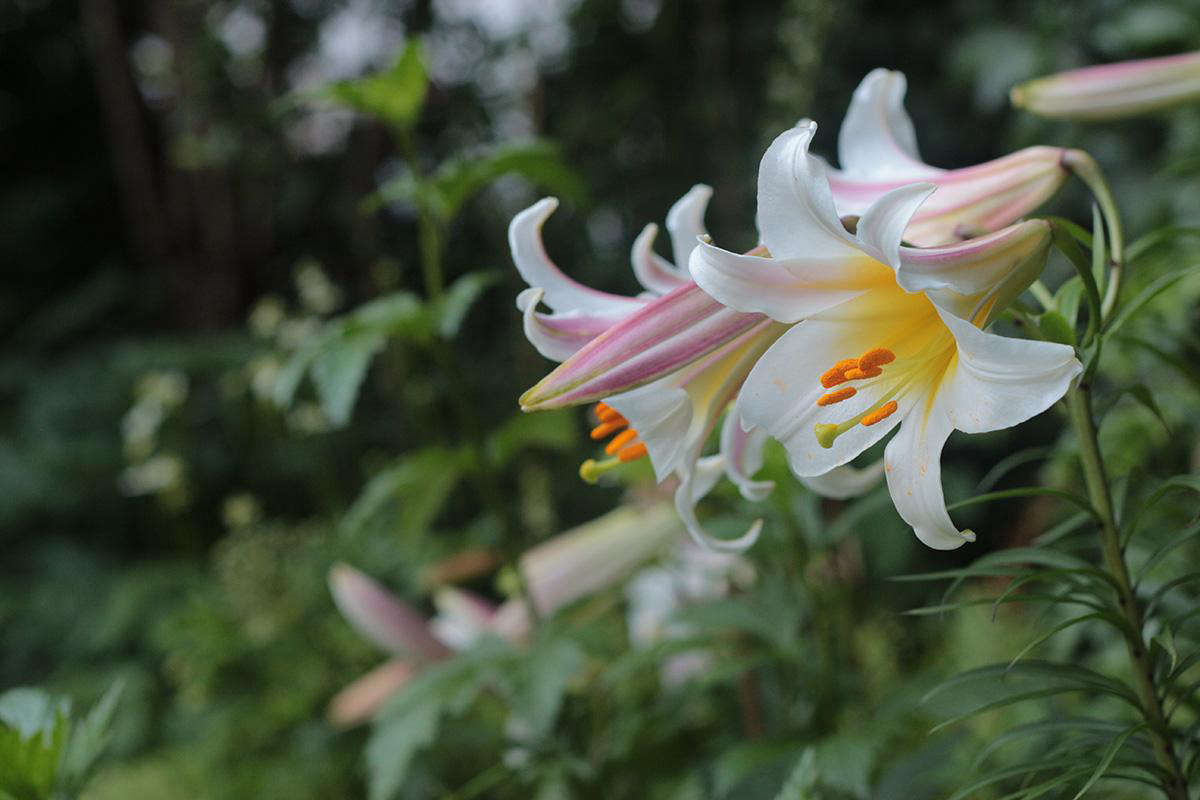 Lilium regale is a trumpet lily. For more of this garden, see My Brooklyn Garden Rehab: data-src=