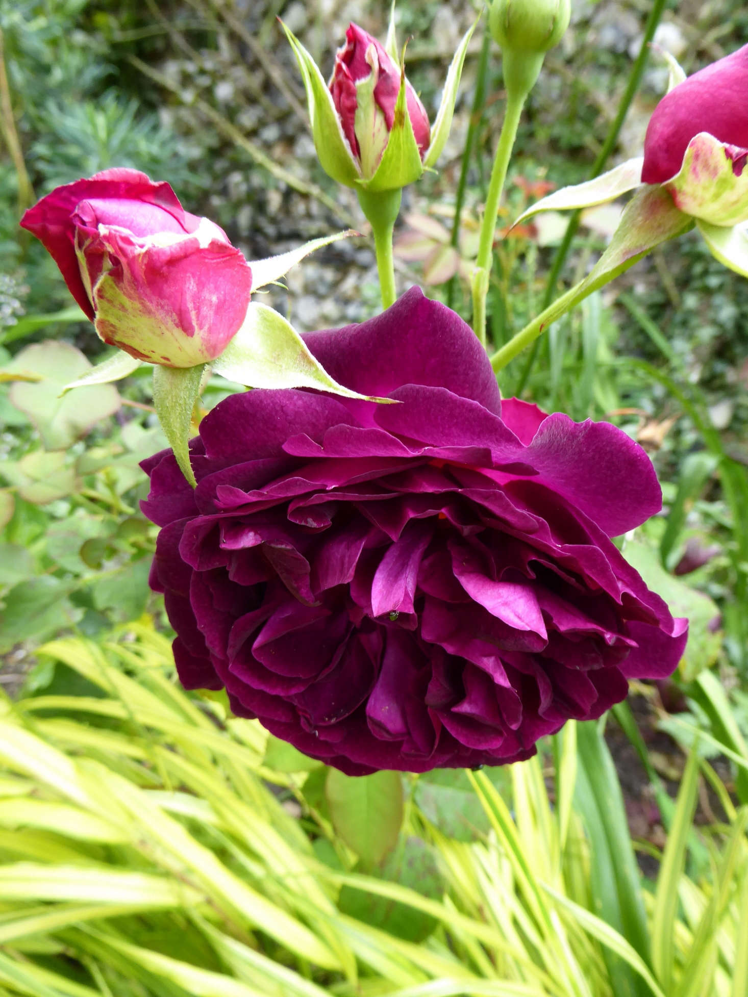 Munstead Wood is one of Catherine’s many roses.