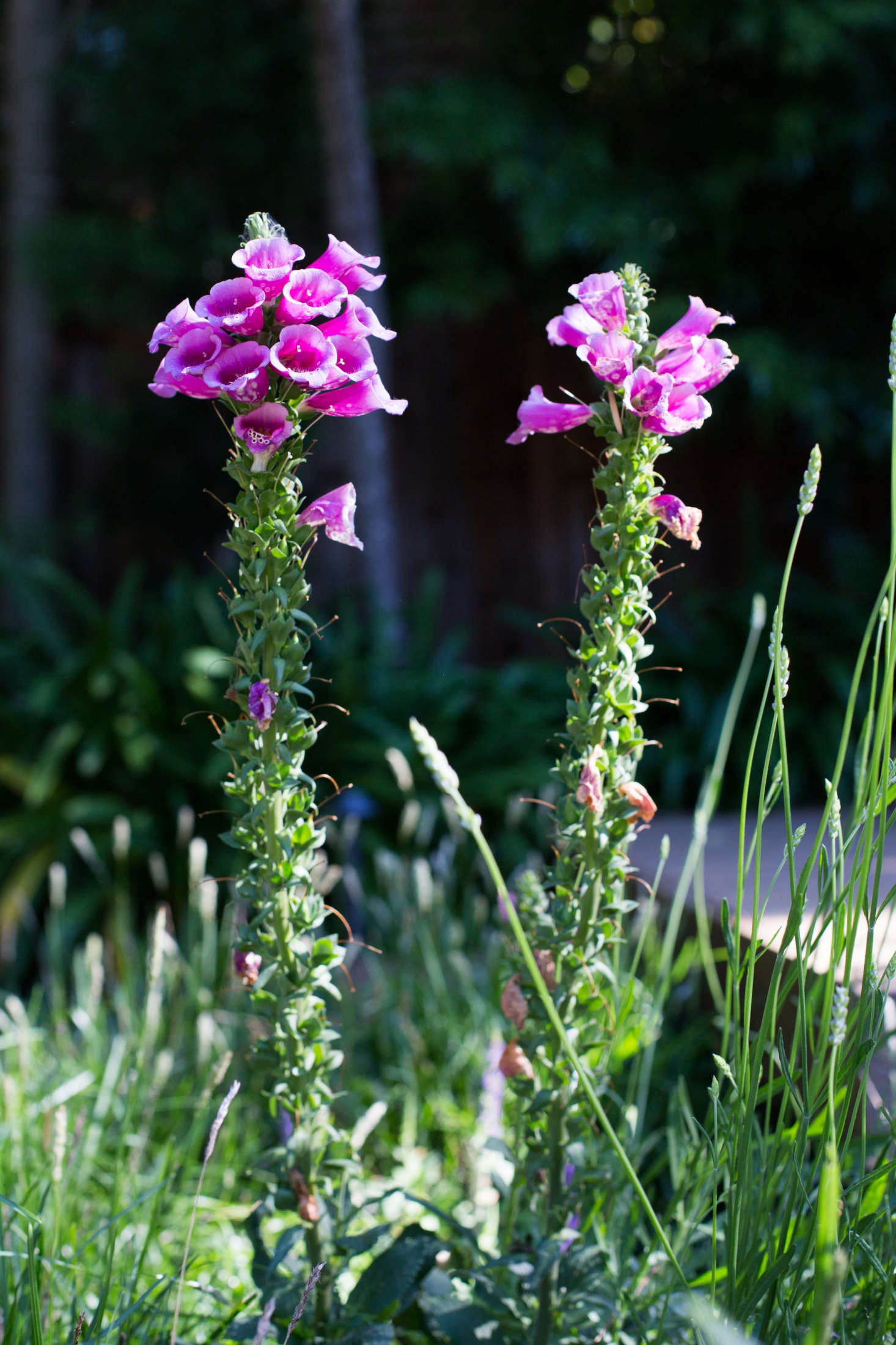 Foxgloves re-seed themselves and will pop up serendipitously in unexpected spots in the meadow.