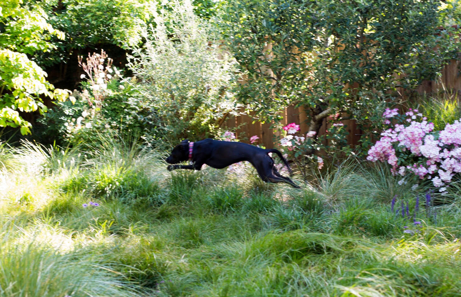 Georgia loves to run laps around the backyard where Greenlee and Coates chose meadow grasses, including Carex pansa, Festuca mairei, and clumps of Sesleria autumnalis 