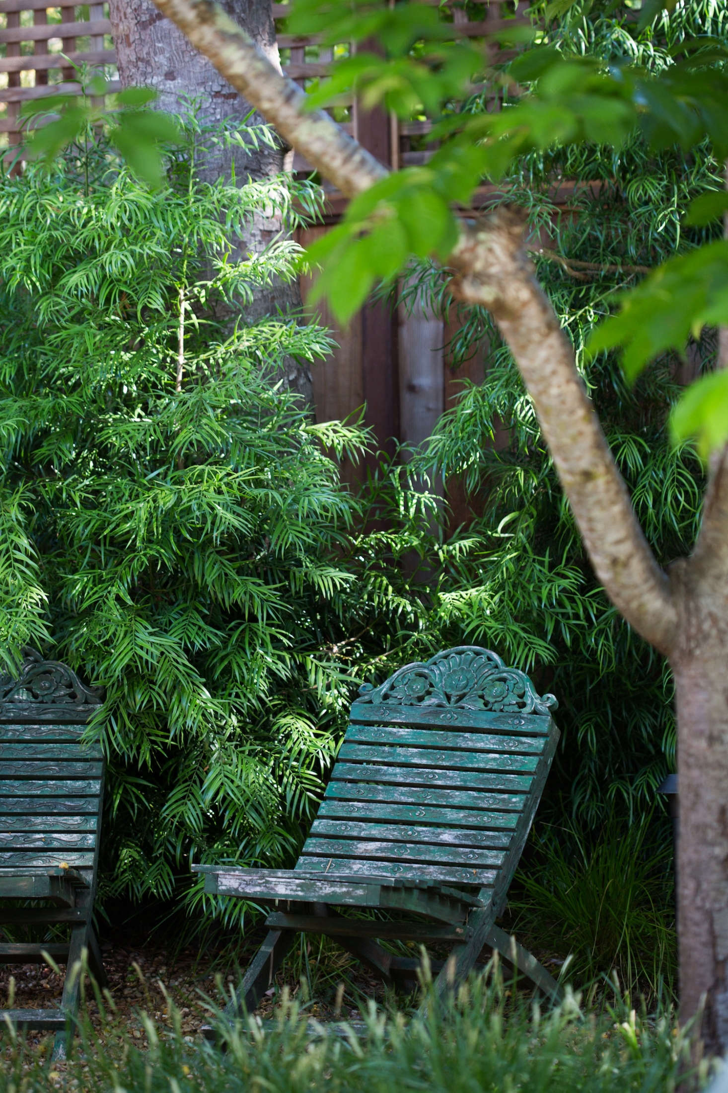 Two wooden folding chairs Greg had made while living in Indonesia sit in a shady spot in a back corner of the garden, the former site of the treehouse.