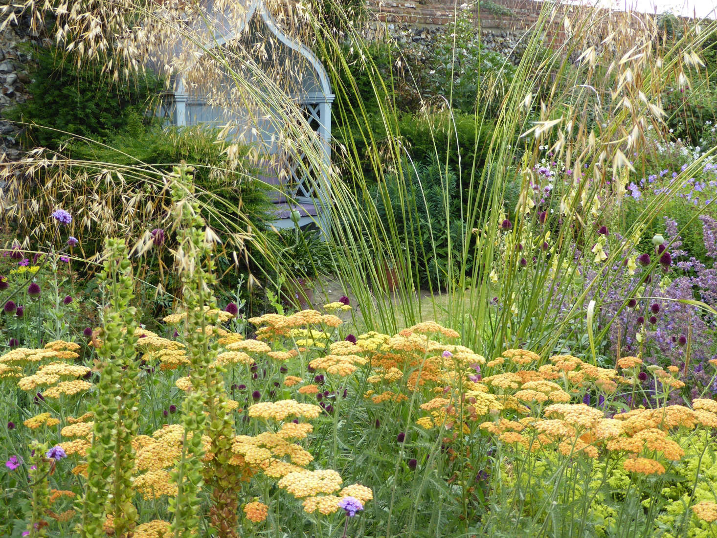 Stipa giganta is a feathery grass.