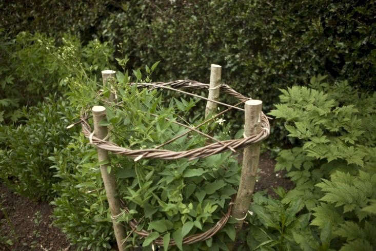 Hazel poles with willow circles provide a column for herbaceous clematis to grow through, at Coton Manor Garden.