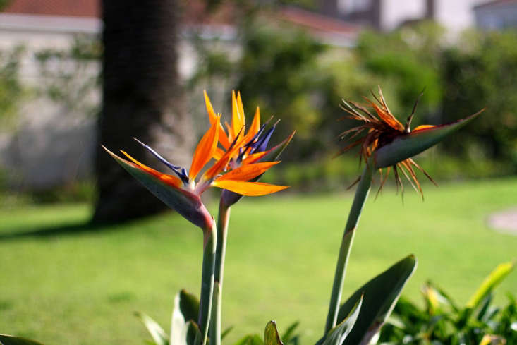 The bird of paradise variety Strelitzia reginae. Photograph by Warrenski via Flickr.