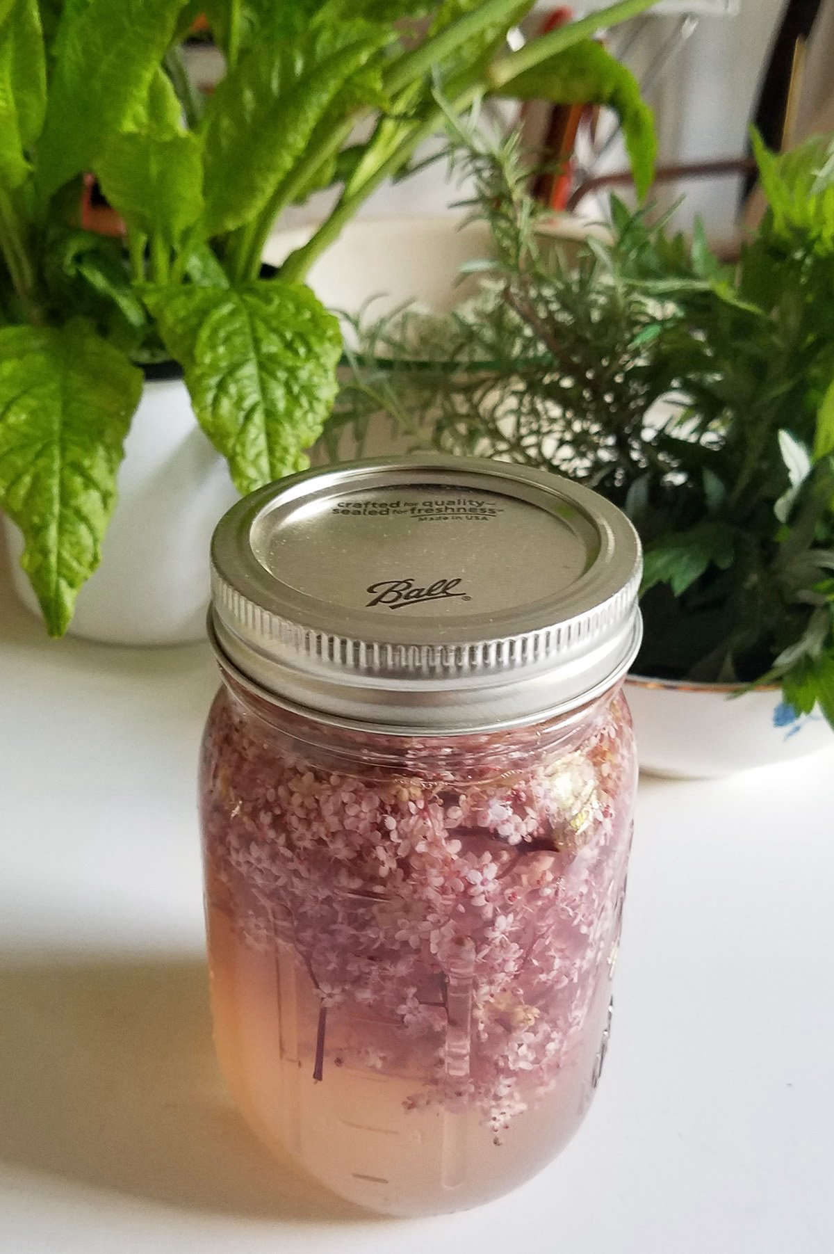 Elderflower Fizz Recipe From Garden to Glass Gardenista