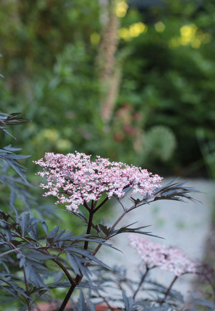 The dark purple and lacy leaves of Sambucus nigra &#8\2\16;Black Lace&#8\2\17; have the added benefit of showy foliage.