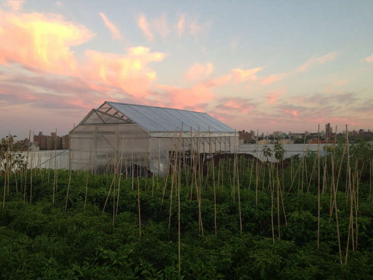 Brooklyln Grange compost dinner