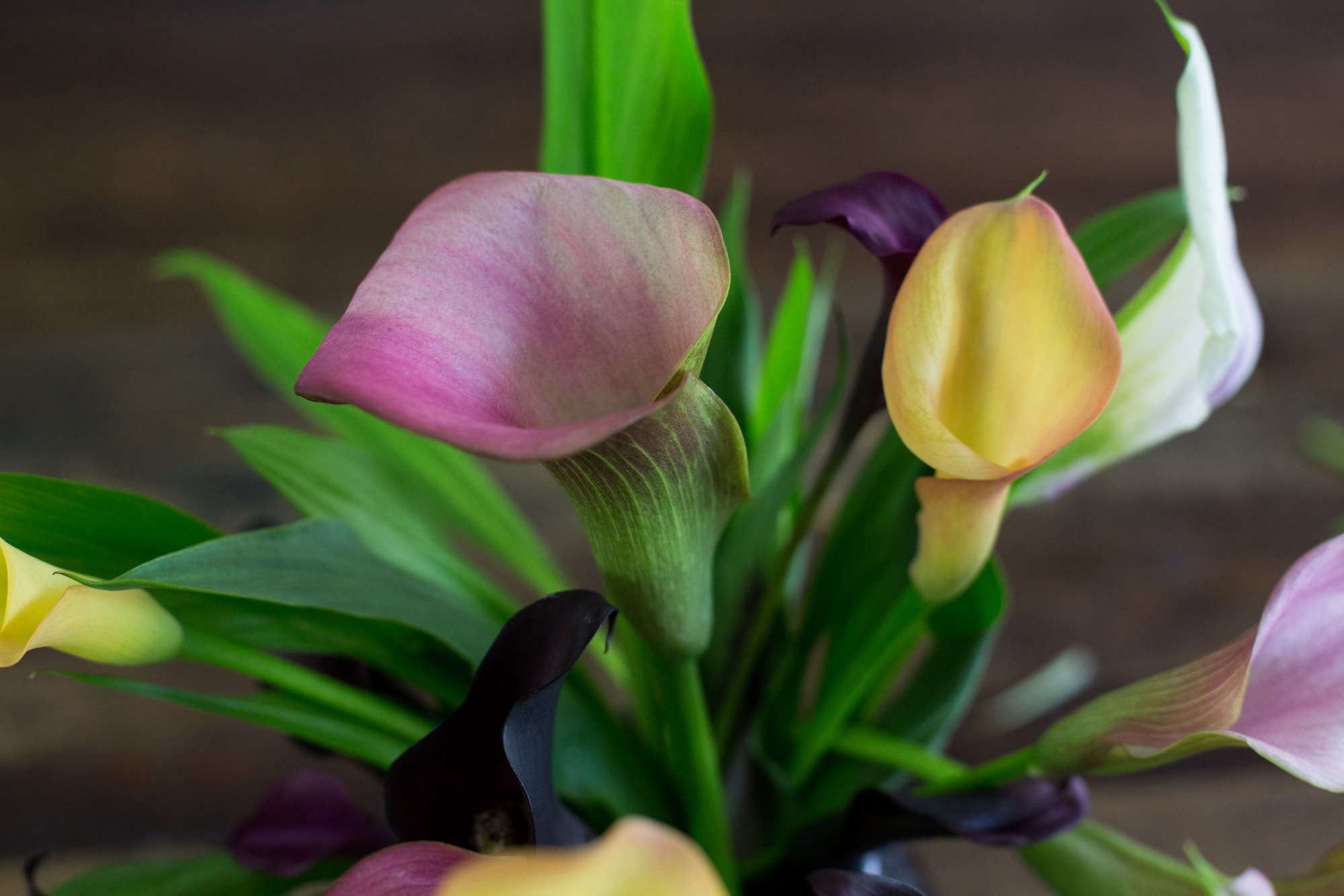 Calla Lily Rethinking a Bridal Bouquet Flower Gardenista