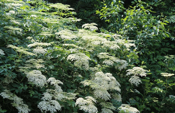 While there are several species of Sambucus, the most widely distributed is common elderberry, which is now considered a subspecies of European elderberry and classified as Sambucus nigra ssp. canadensis.