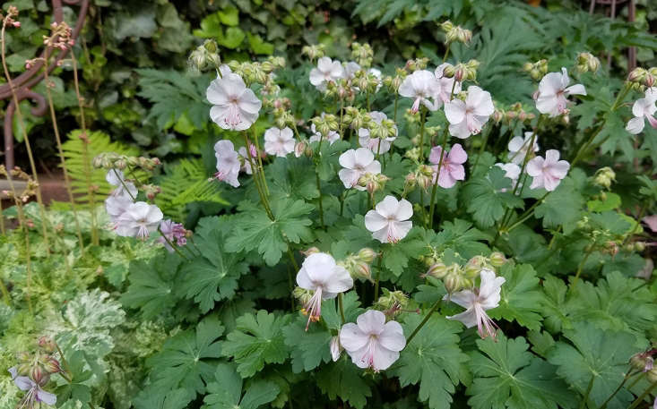 Speaking of plants that keep on giving: None has been as generous as this perennial Geranium x catabrigiense &#8\2\16;Biokovo.&#8\2\17; Beginning as one plant grown in our Harlem garden, I now counts six pots full. This repetition is a very useful tool in knitting a garden together visually, and in late spring through early summer the plants are a froth of white flowers, buzzed by honey bees.