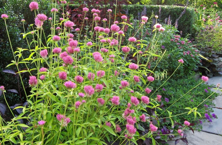 Gomphrena &#8\2\16;Fireworks&#8\2\17; in bloom in an August border in the Conservatory Garden in Central Park, New York. Photograph by Cultivar 4\13 via Flickr.