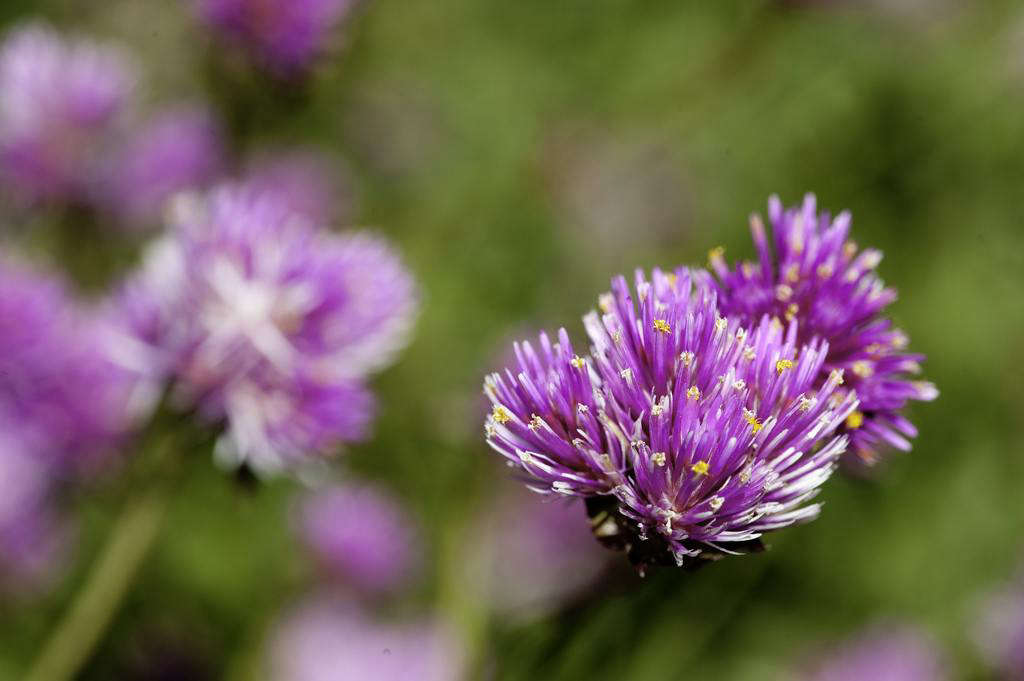 Gomphrena 