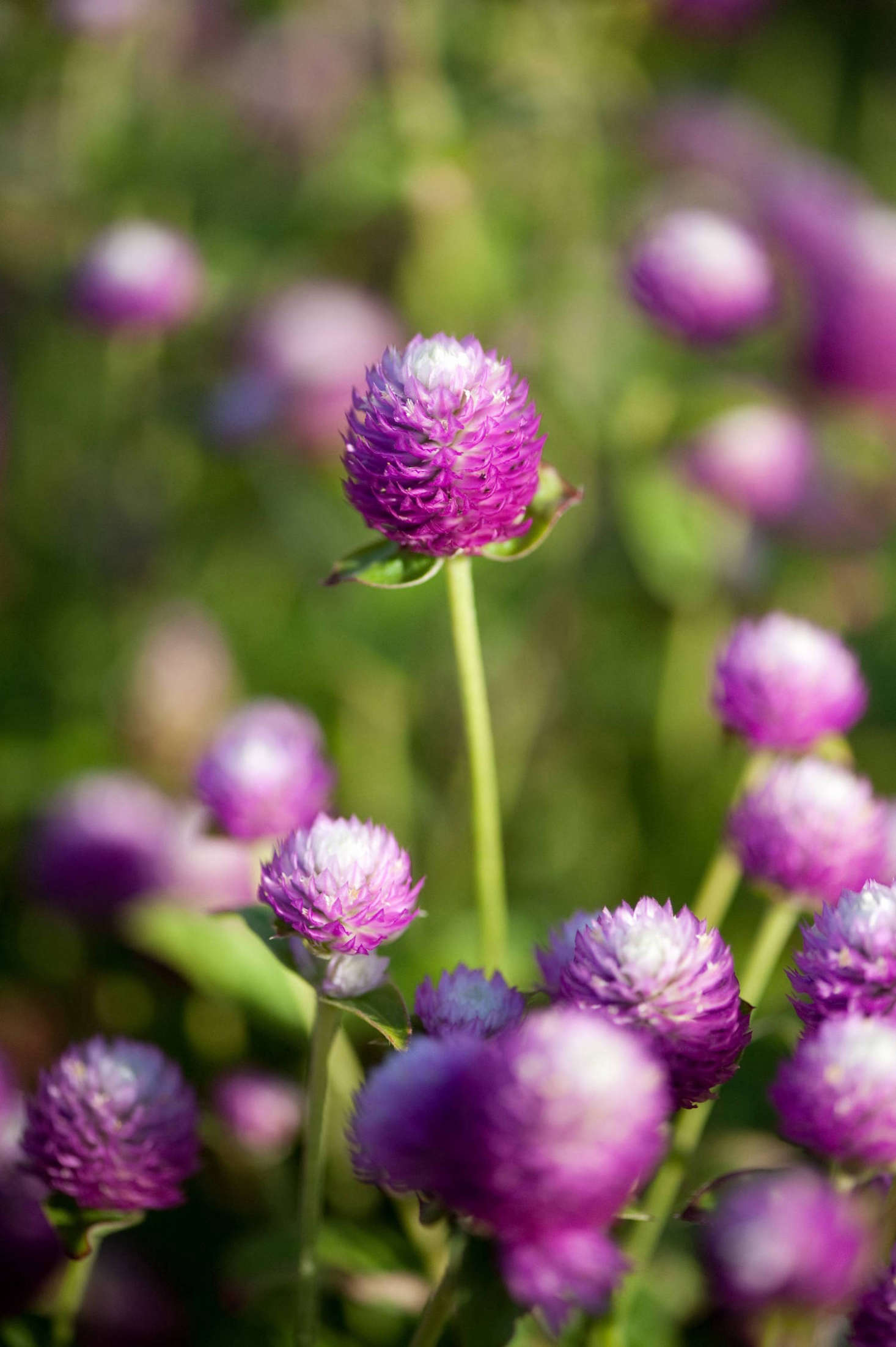Photograph by Dwight Sipler via Flickr.