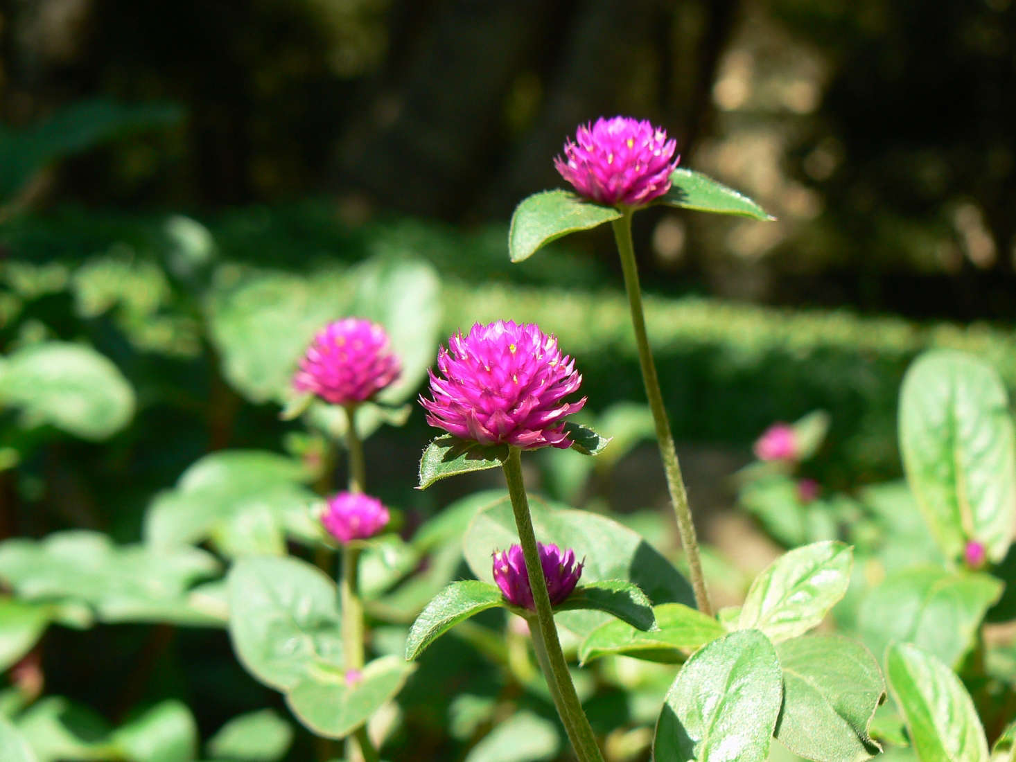 Gomphrena globosa by Dinesh Valke via Flickr.