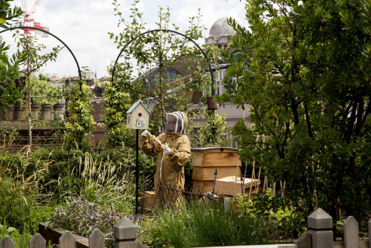  In two bee hives there are 80,000 resident bees (looked after by beekeeper Camilla Goddard) who make good use of the wild flower meadow strip at the back of the garden, which is packed with bee magnets such as ox-eye daisies and teasels and the pretty herb garden—a long bed with marjoram, salvias, sage, dill, mint, and miniature topiarized bay. Honey, an ingredient used in cocktails for the hotel, was first produced here in \20\15.