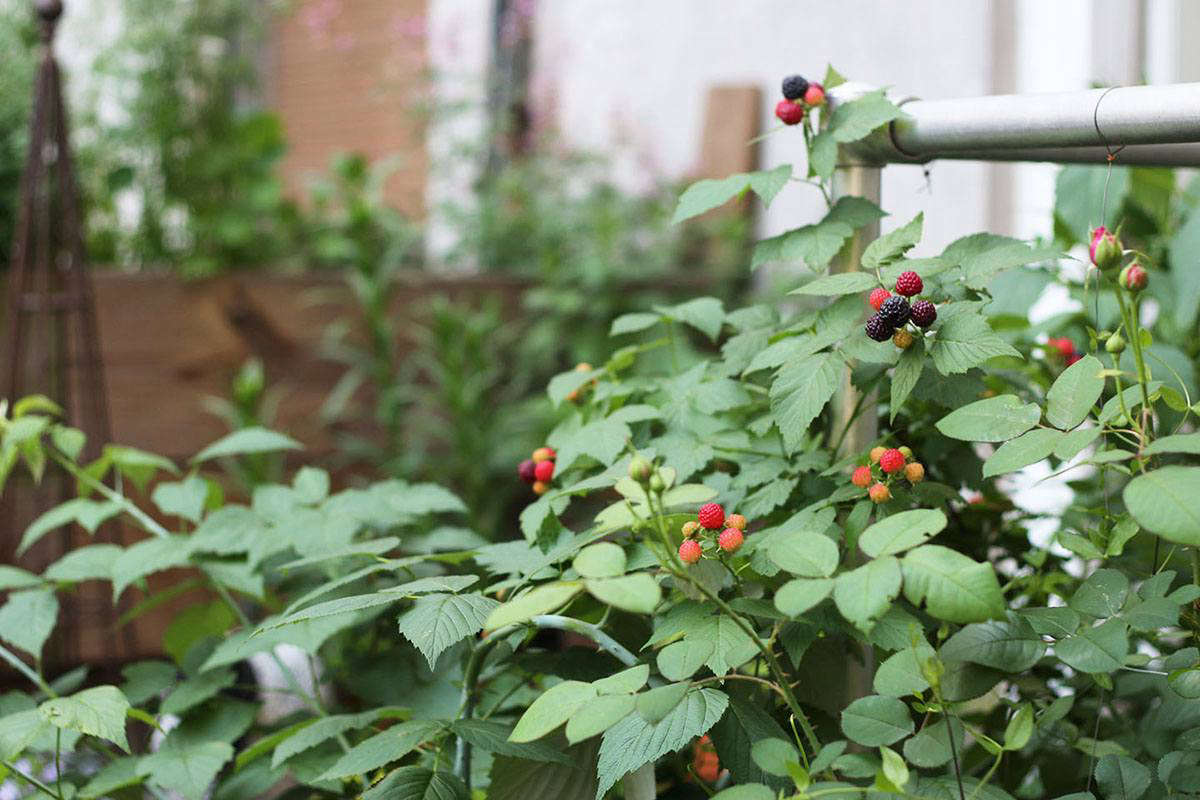 Black raspberries are relatively tolerant of shade, making them a useful fruit for gardens or terraces with fluctuating sun. I have grown them in as little as four hours of direct sun at the height of summer (seen here on our Harlem terrace).