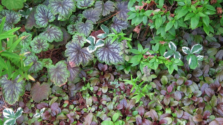 Heuchera americana &#8\2\16;Dale&#8\2\17;s Strain&#8\2\17; mingles with ajuga and fragaria by Cultivar 4\13 via Flickr.