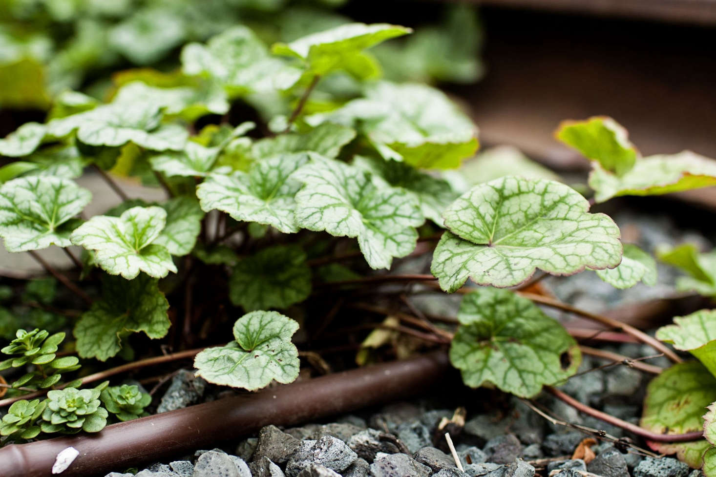 Heuchera americana 