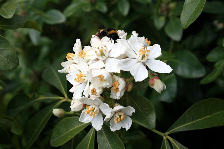 Choisya ternata by Hedwig Storch via Wikimedia.