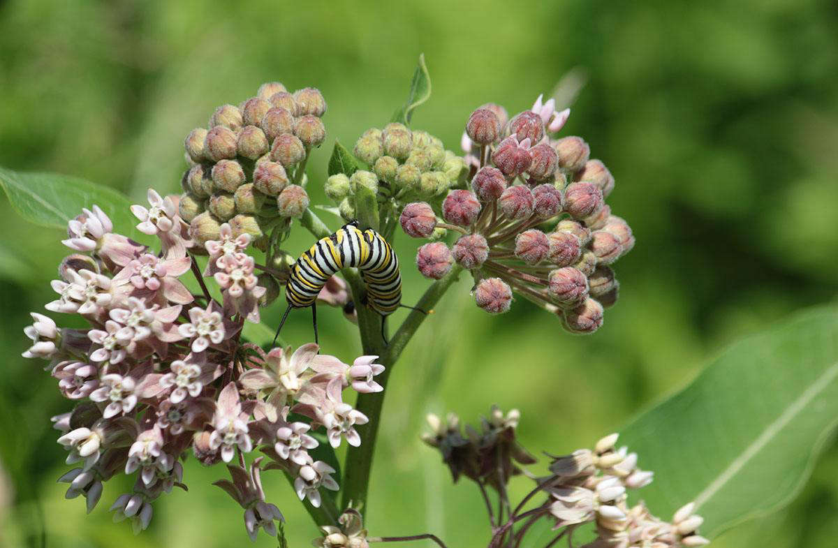 A monarch caterpillar feasting on milkweed blooms.
