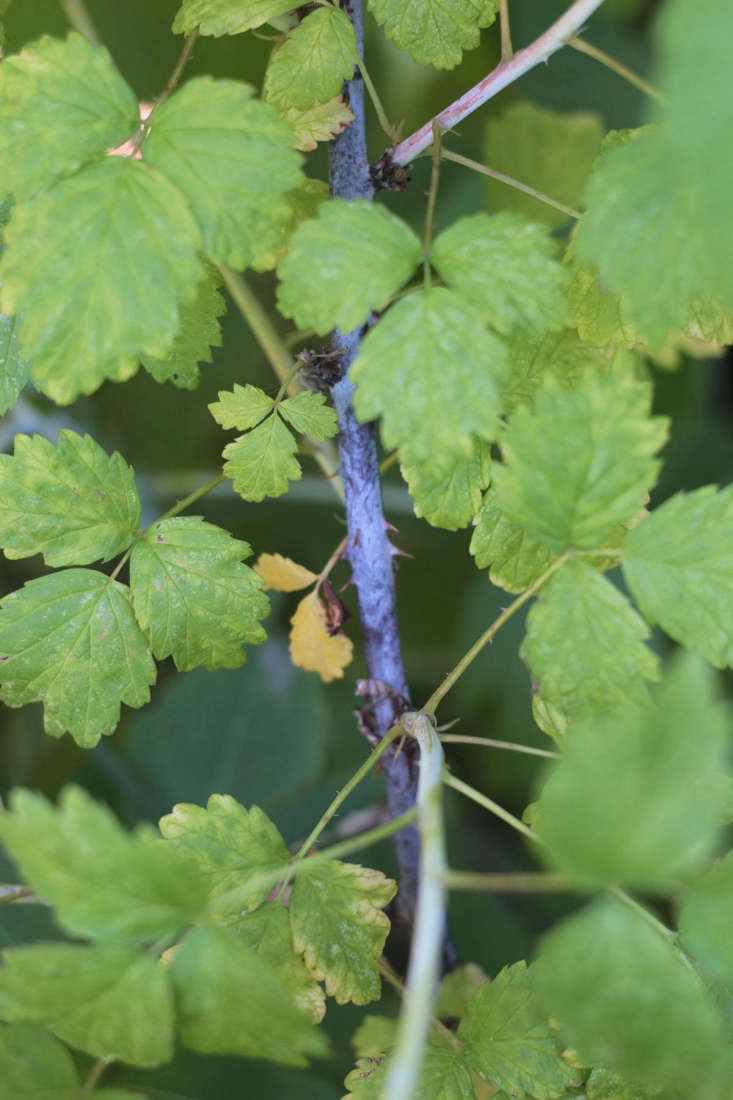 It is important to prune black raspberries. They bear fruit on second-year canes. After they have fruited in midsummer, those canes will turn a dark purple or black. Prune the old, dark canes down to the ground after you have harvested all their fruit.