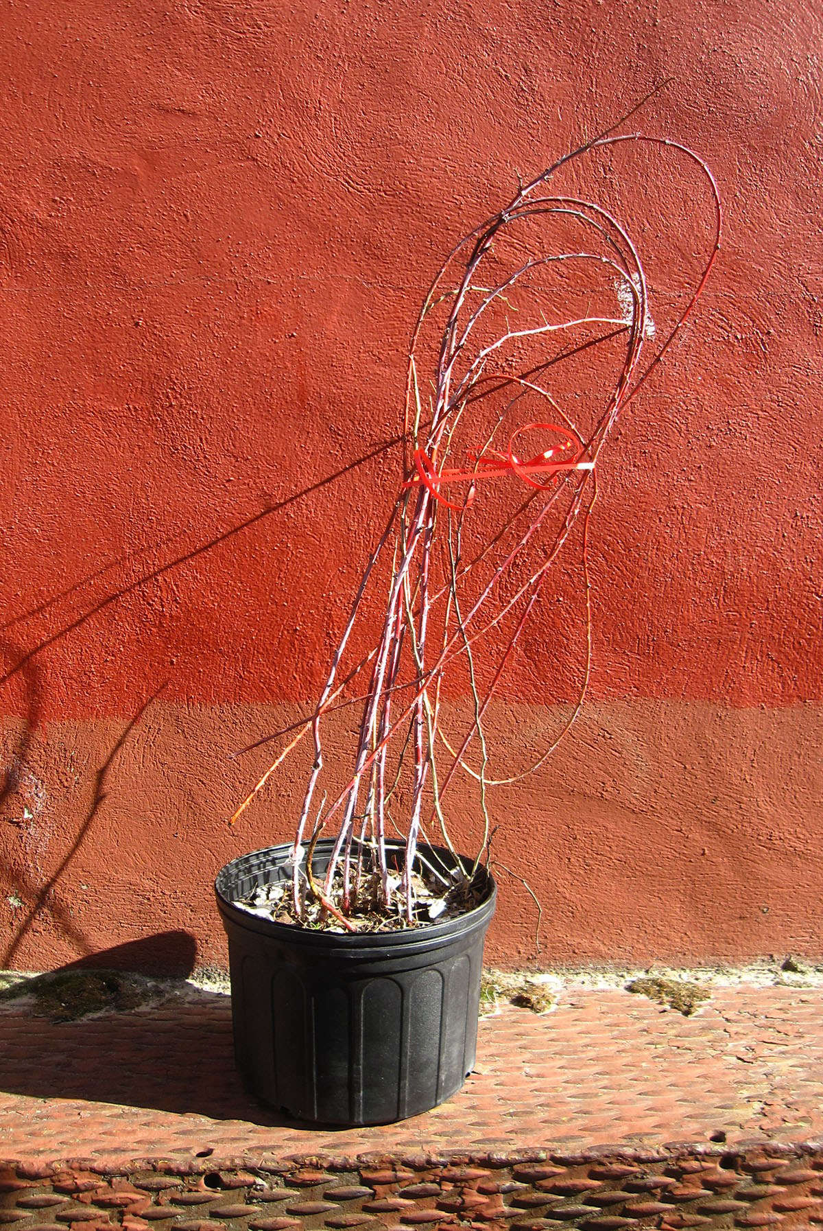 Ten years passed before I saw the plant for sale in Brooklyn at a nursery that has now been shuttered. It was late winter and Rubus occidentalis ‘Jewel’ sat in its plastic pot, looking scrawny and cold. I pounced and carried it home.