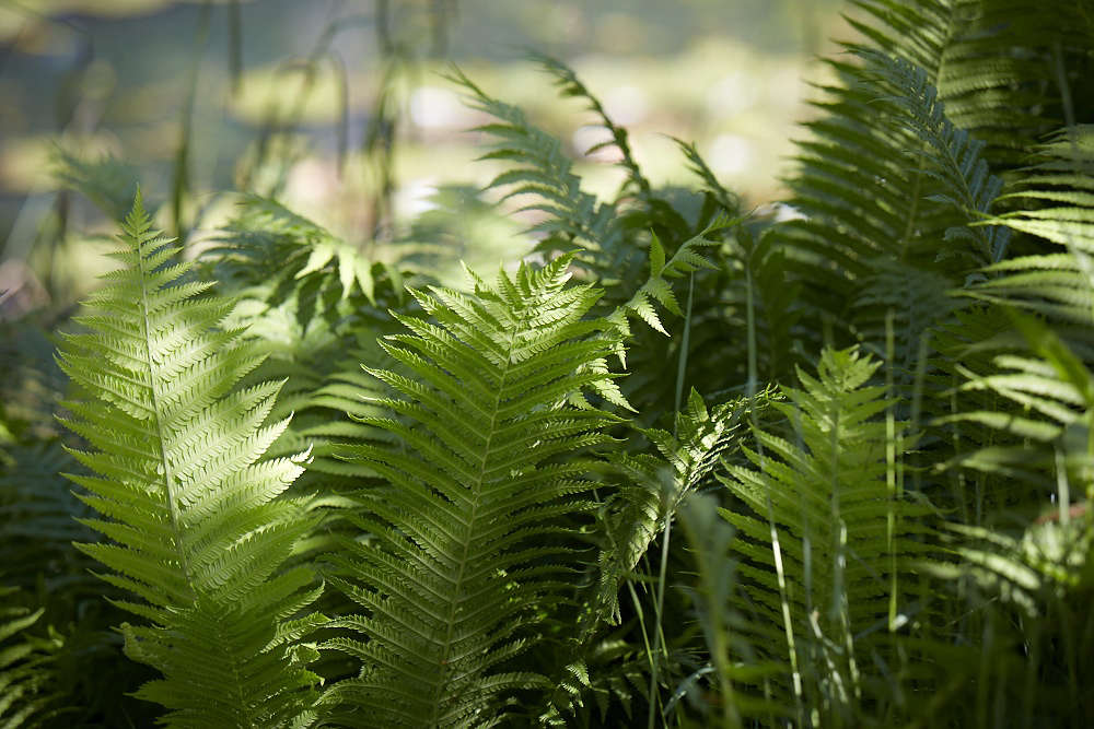 Add evergreen interest with shade-loving ferns.