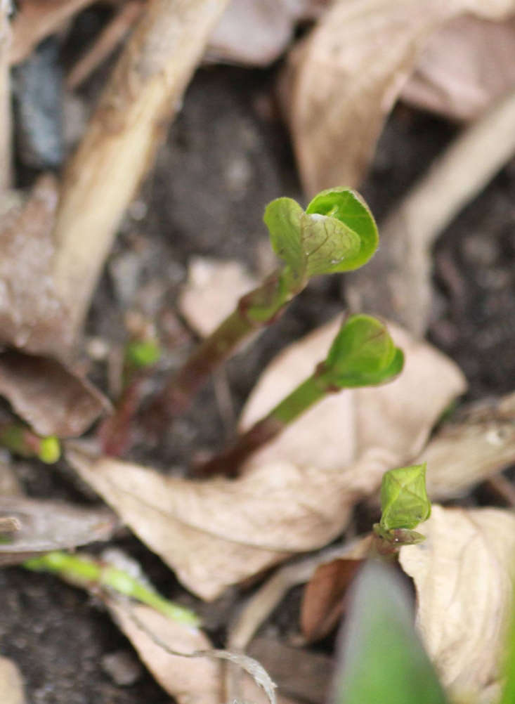 Swamp milkweed shoots in spring by Marie Viljoen