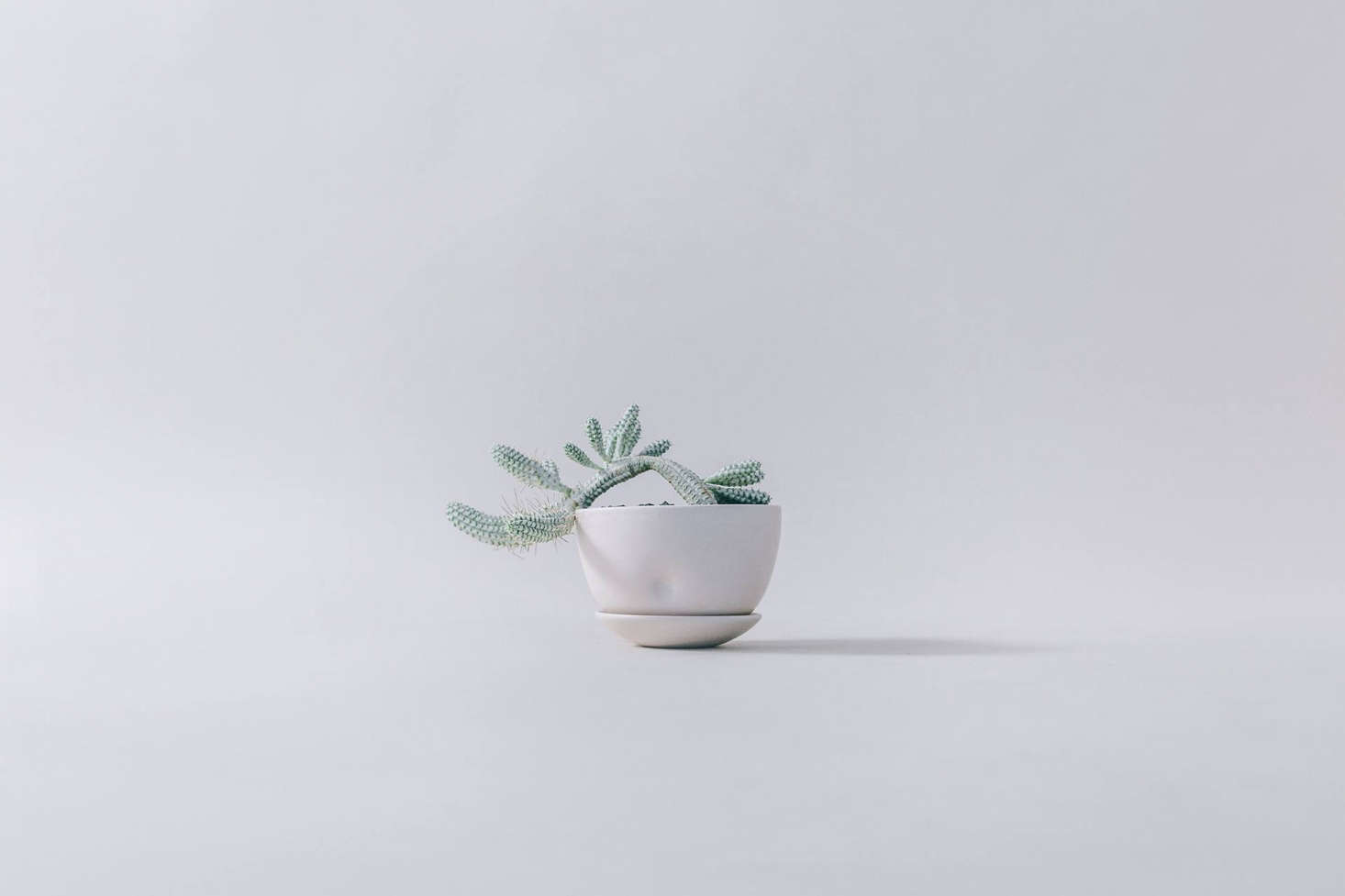 The stoneware Hips collection is handmade by Rhode Island-based, Japan-trained ceramist Kelli Rae Adams. The collection was inspired by dance—the clay is even repurposed from a performance piece that Adams created with a choreographer and dance ensemble.