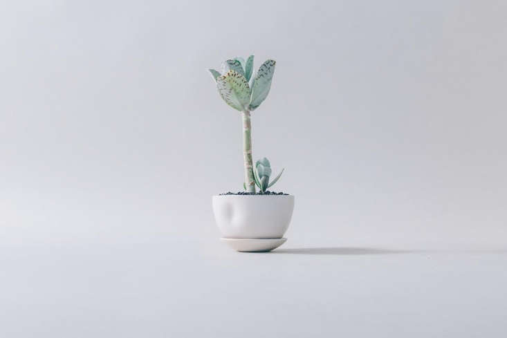 The planters are available in two sizes: Large Hips (\$85) and Small Hips (\$65).