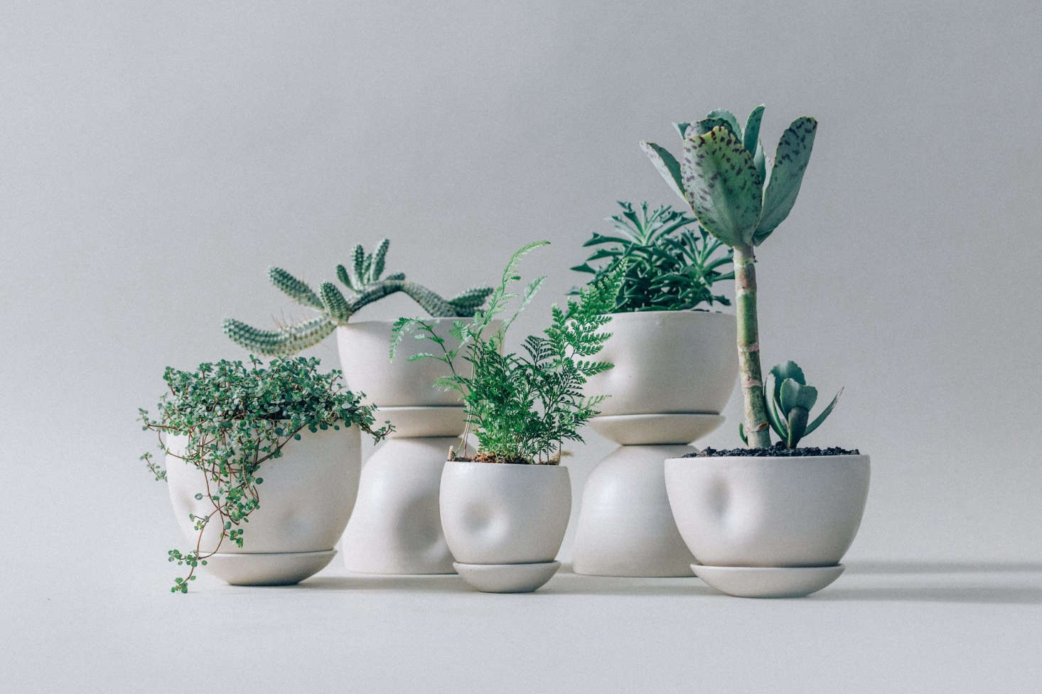 The collection, with soft dimples and small dishes that cup the bottoms of the planters.