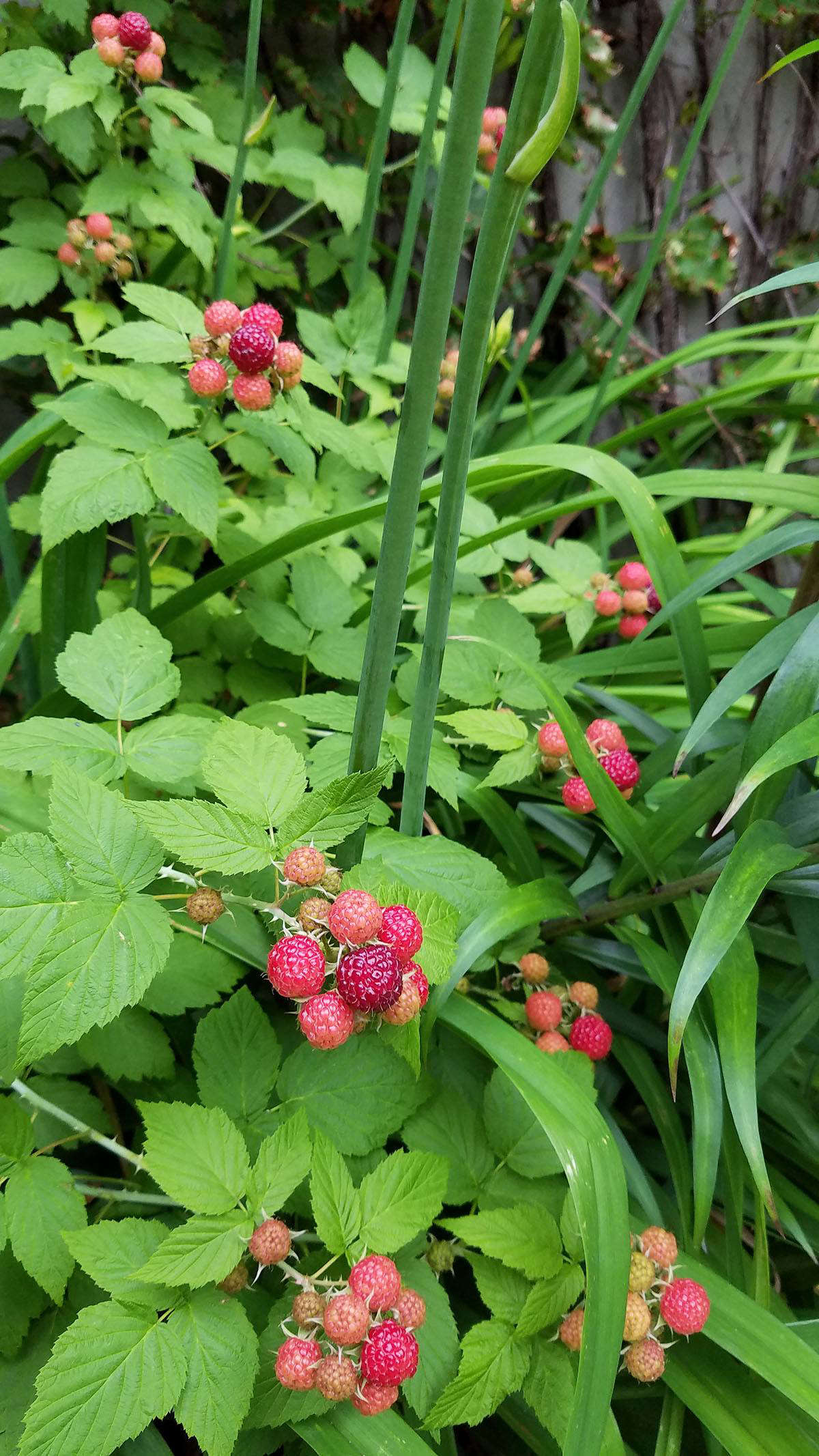 On June , lipstick red and looking promising.