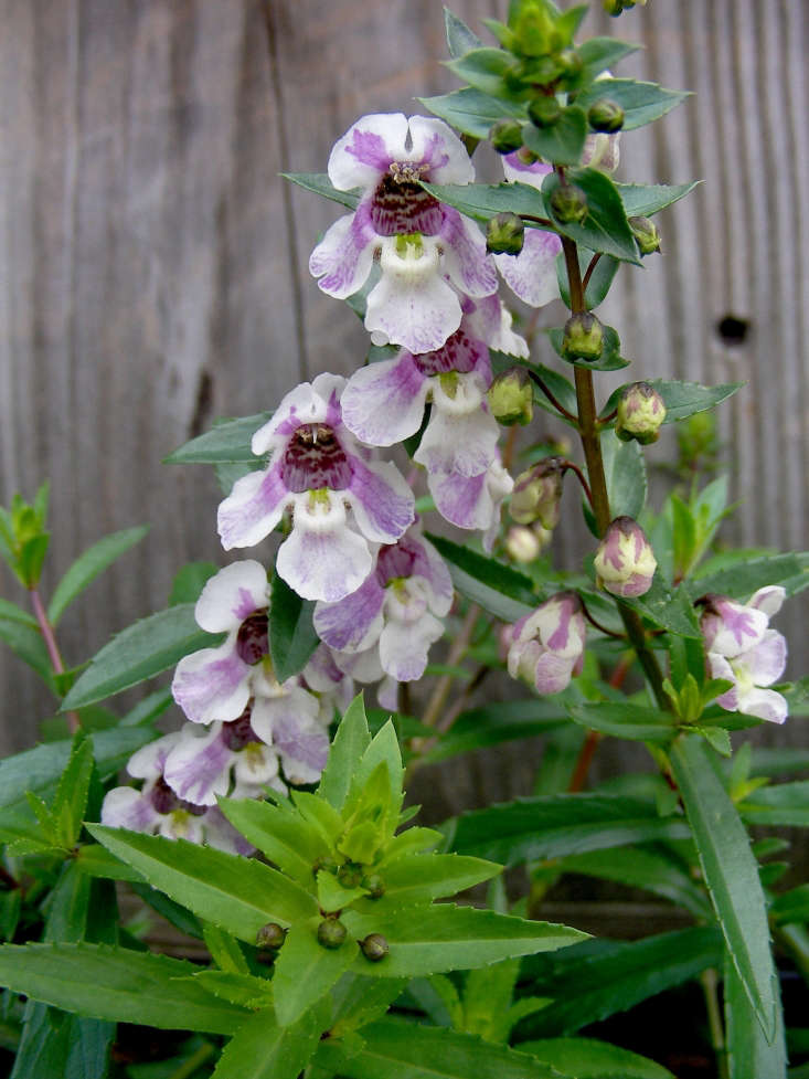 Angelonia angustifolia door Carl Lewis via Flickr.