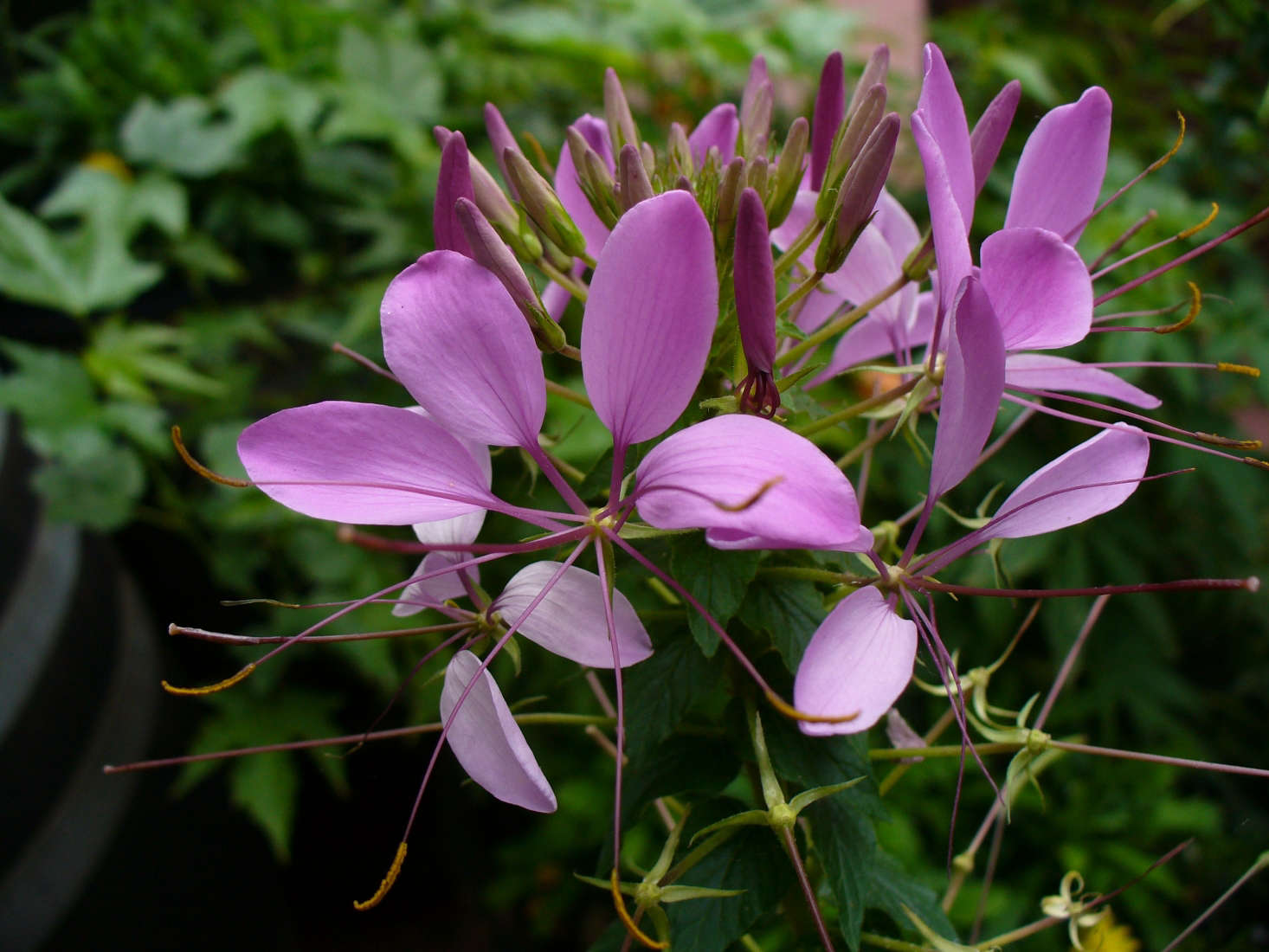 Cleome by Neelix via Wikimedia Commons.
