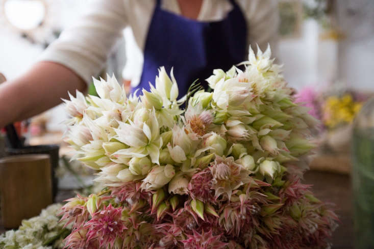 A \10-stem bunch of Blushing Bride Protea is \$49 (minimum order of two bunches) at Blooms by the Box.